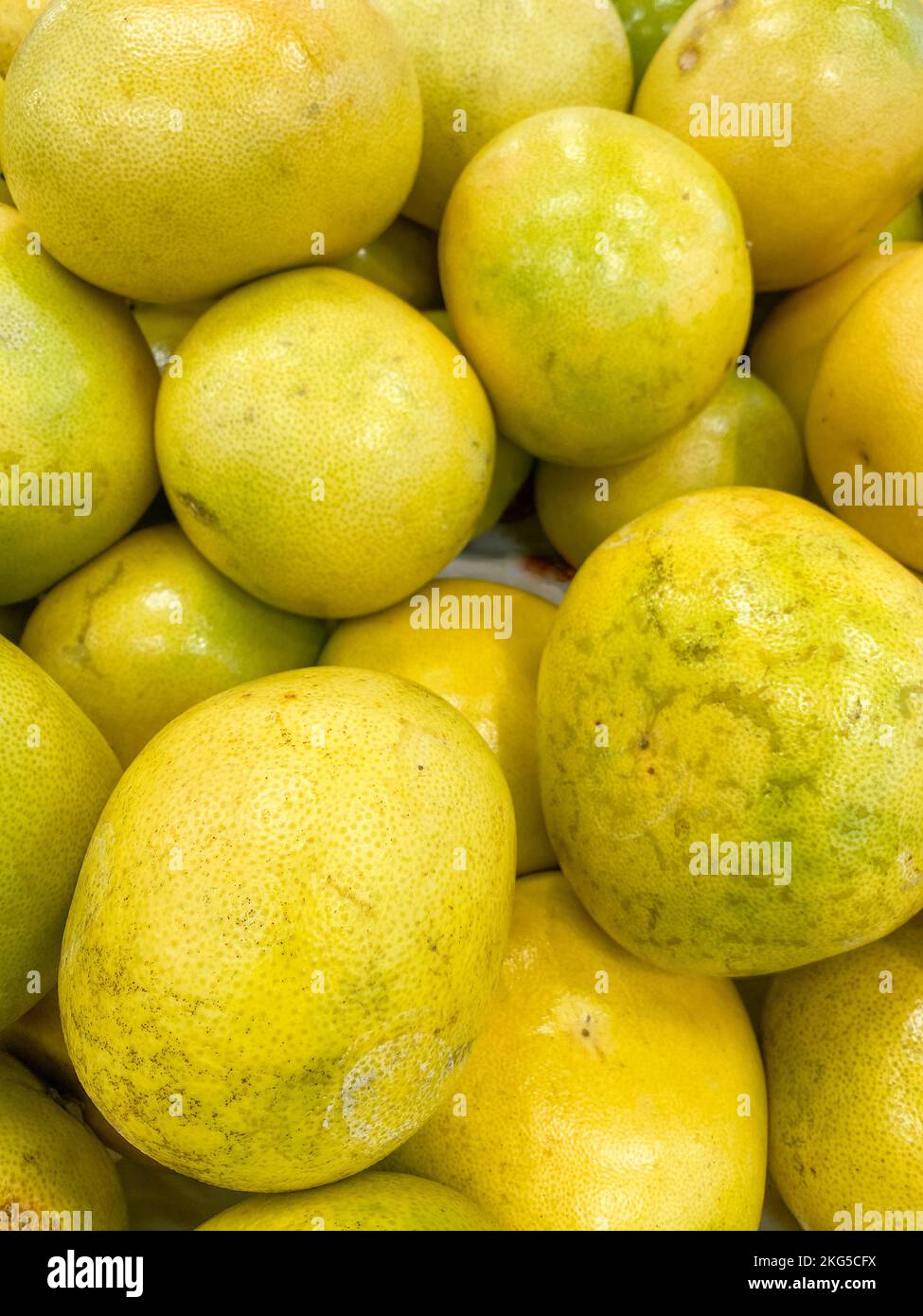 Récolte de pamplemousse, groupe de pamplemousses pour le fond, pamplemousse biologique frais, produits agricoles locaux, produits du marché agricole, fermier local frais Banque D'Images