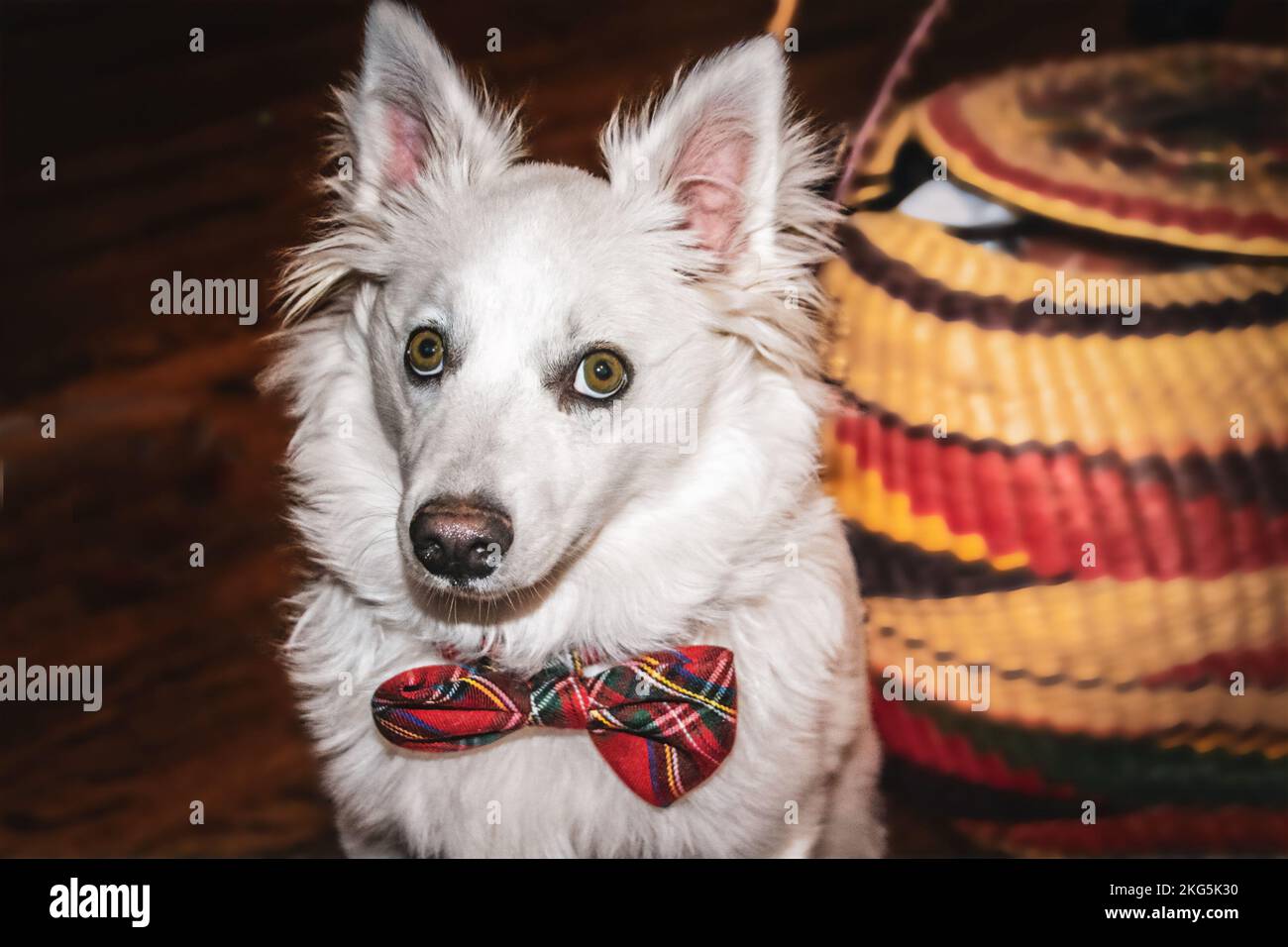 Beau jeune chien blanc - Eskimo américain - Spitz avec noeud en plaid rouge regardant la caméra avec panier dans un arrière-plan sombre flou Banque D'Images