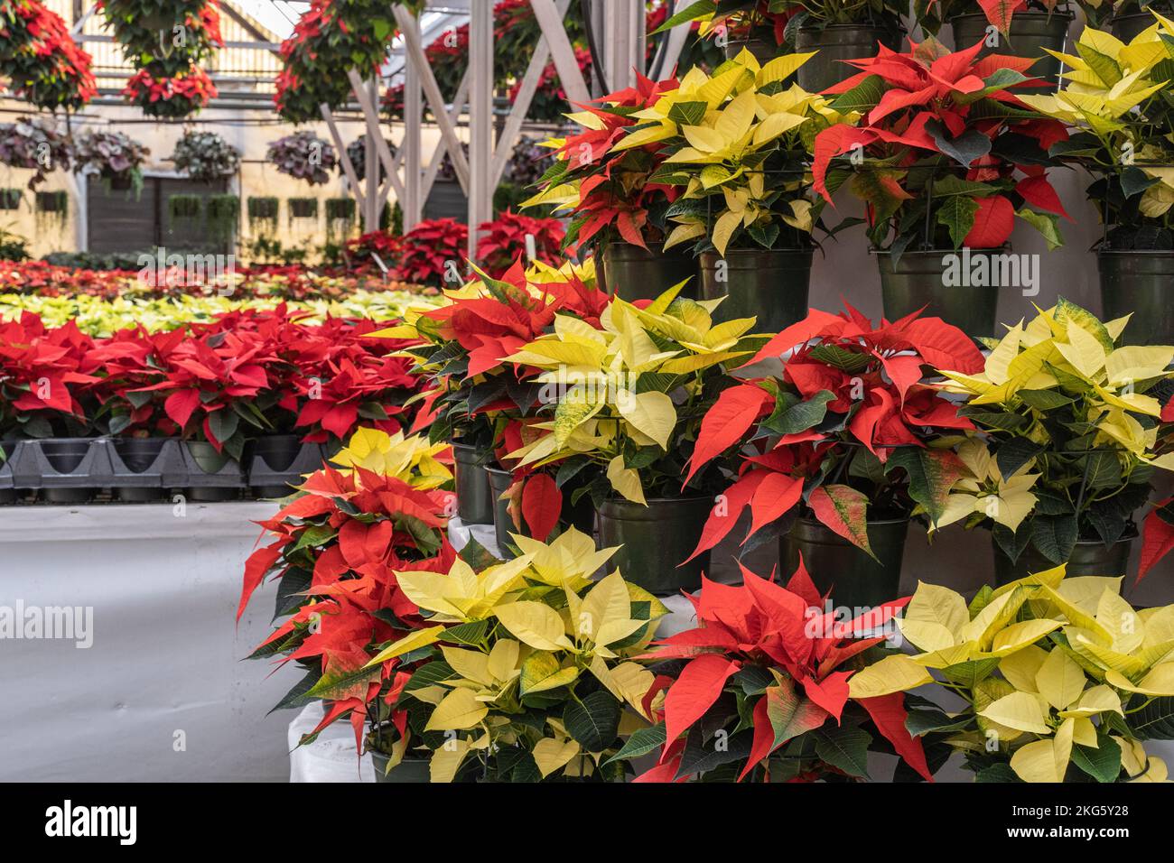 Poinsettia rouge et jaune en serre fleurit à temps pour les fêtes de Noël. Banque D'Images Poinsettia rouge et jaune en serre fleurit à temps pour les fêtes de Noël. Banque D'Images