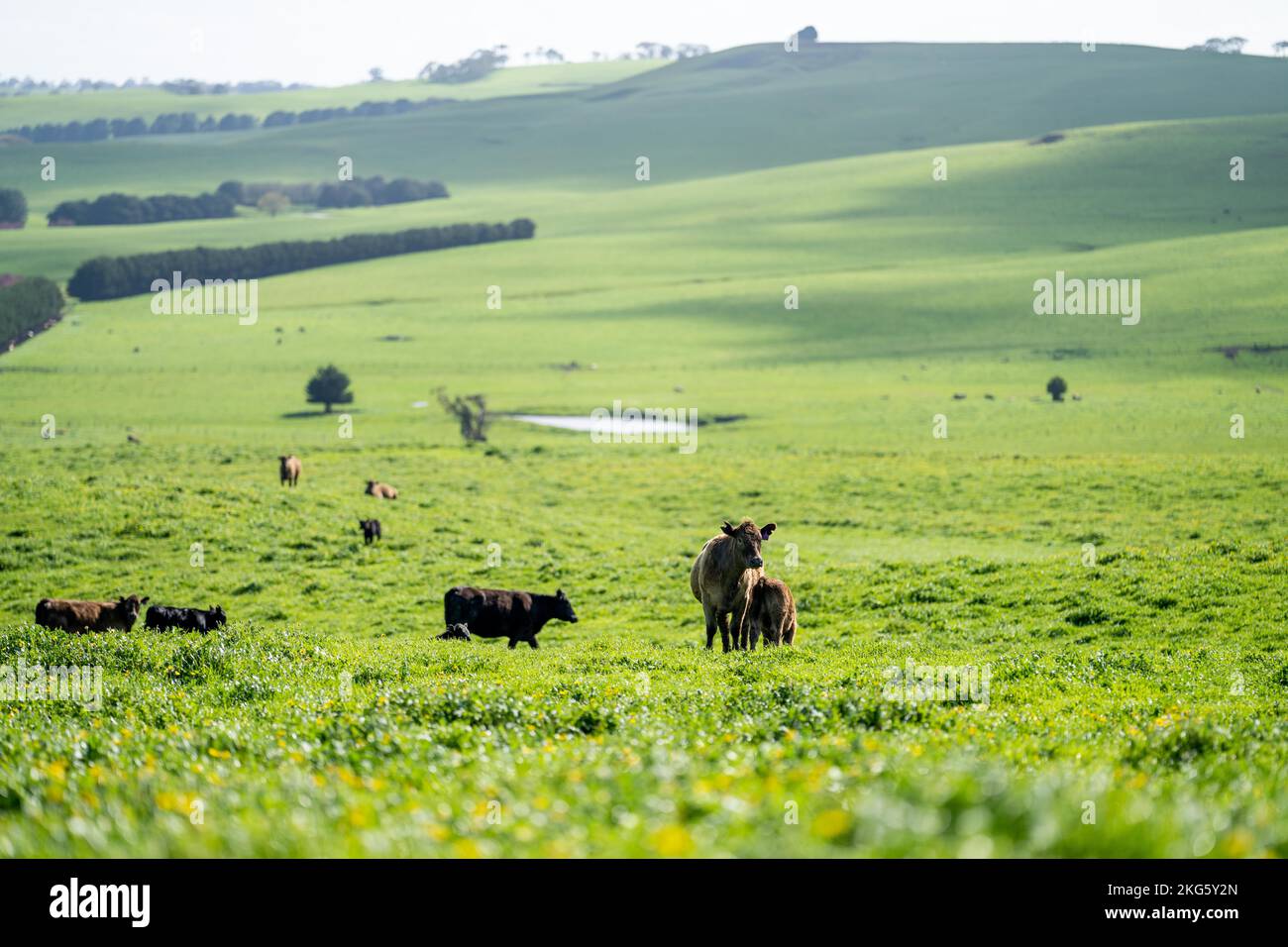 angus et wagyu clouent des vaches et des taureaux dans une ferme au printemps Banque D'Images