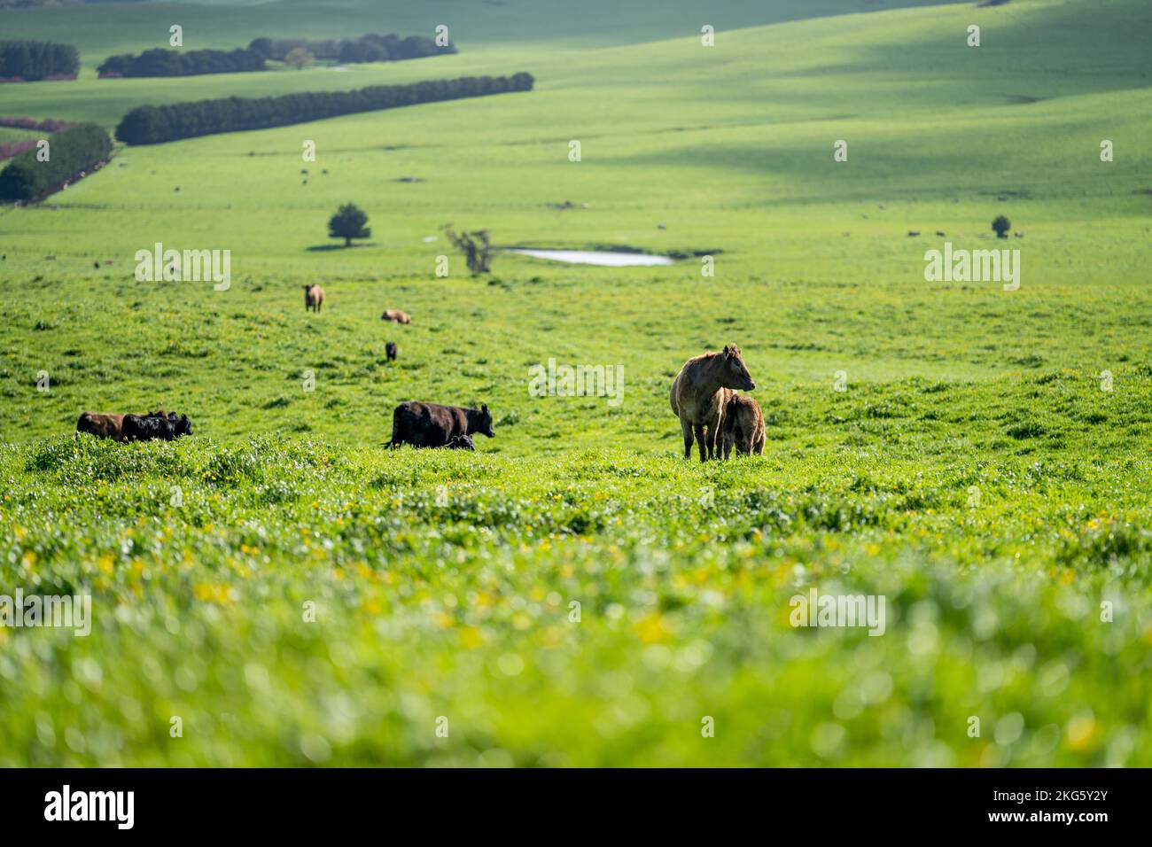 angus et wagyu clouent des vaches et des taureaux dans une ferme au printemps Banque D'Images