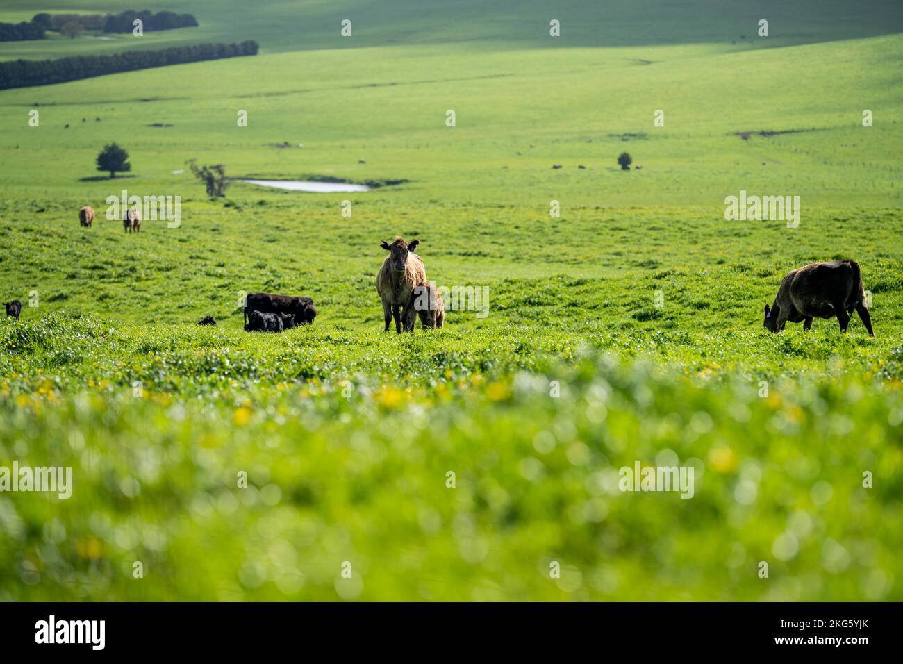 angus et wagyu clouent des vaches et des taureaux dans une ferme au printemps Banque D'Images