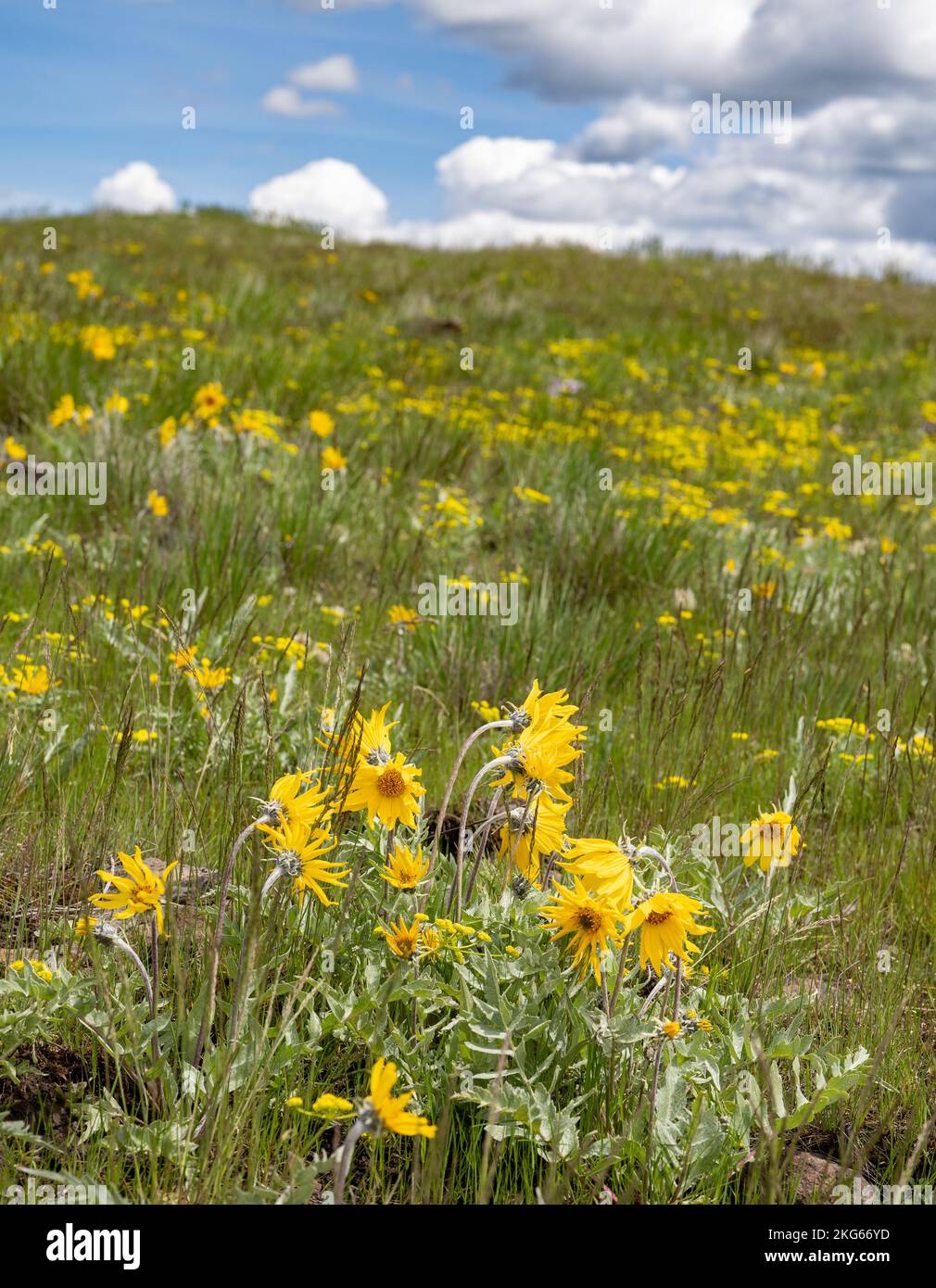 Wooly Balsamroot et d'autres fleurs sauvages jaunes fleurissent sur la prairie de montagne du comté de Wallowa. Banque D'Images