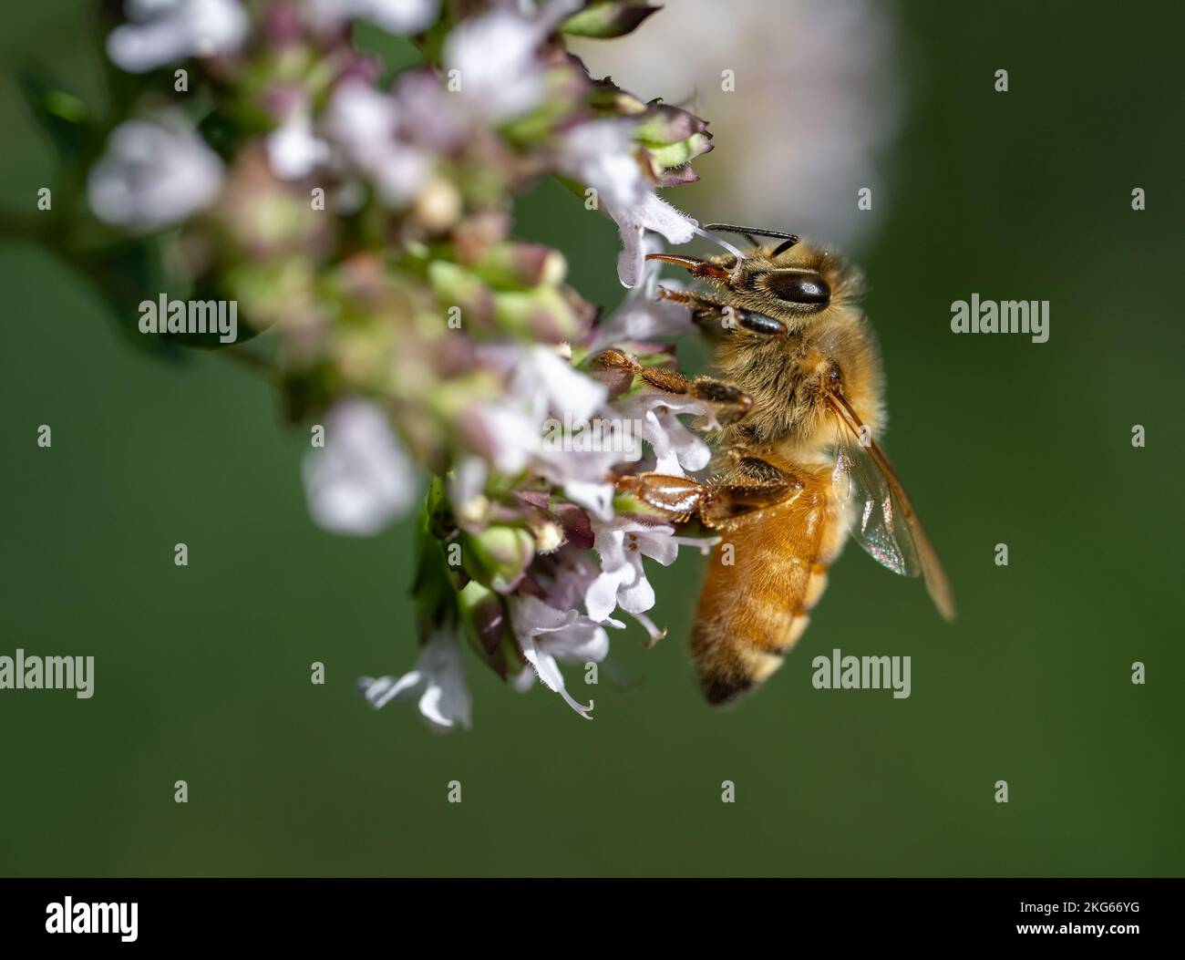 Abeille européenne récolte du nectar et du pollen sur des fleurs d'origan dans un jardin d'herbes Banque D'Images