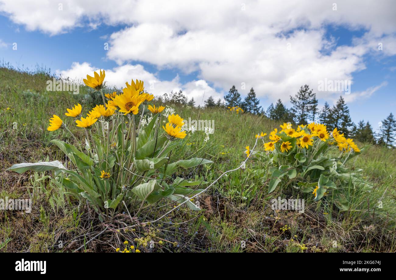Les fleurs sauvages de la Balsamroot d'Arrowleaf fleurissent dans les montagnes bleues de l'Oregon, près du parc national d'Emigrant Springs Banque D'Images