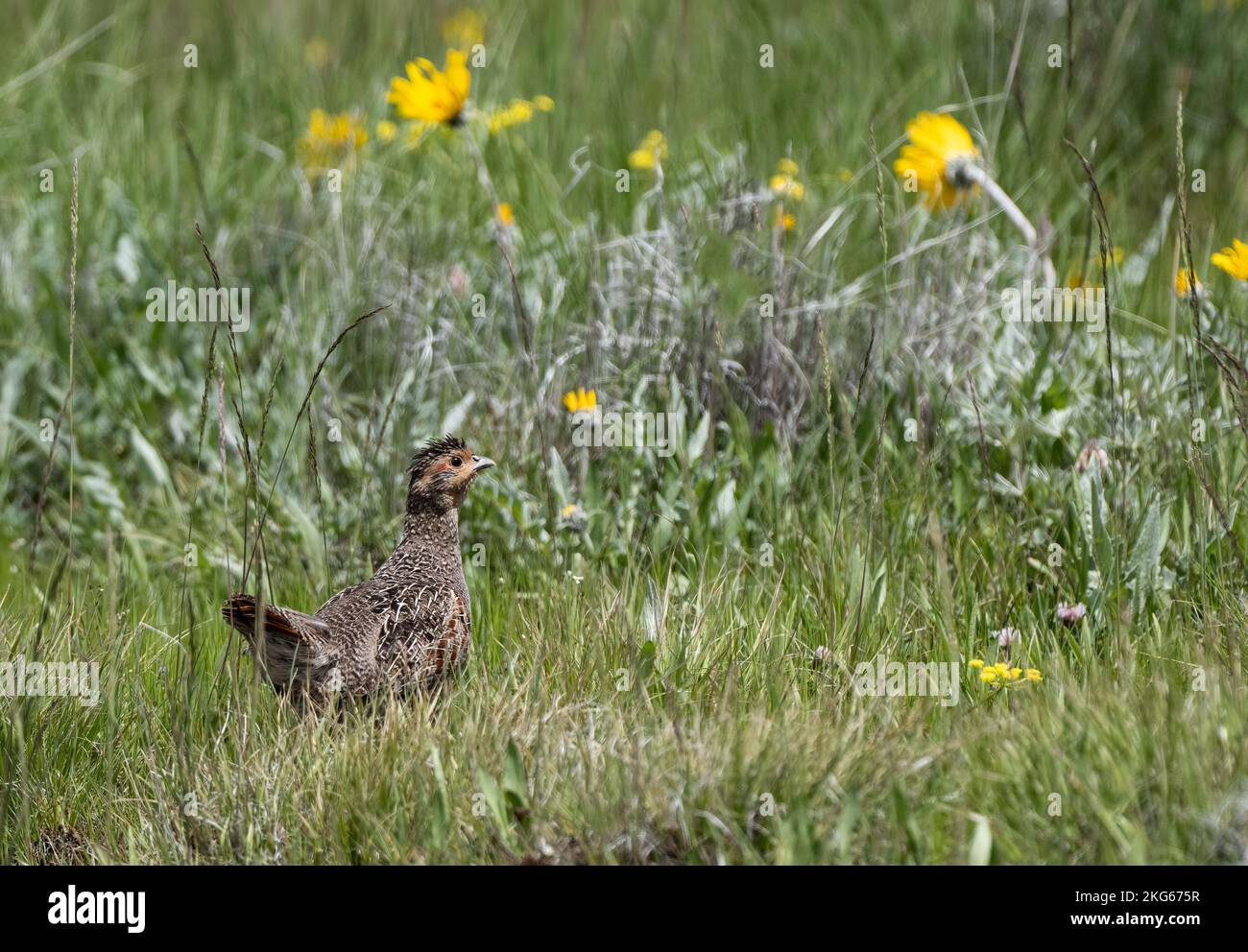 Une perdrix grise dans un pré herbacé de fleurs sauvages, comté de Wallowa, Oregon Banque D'Images