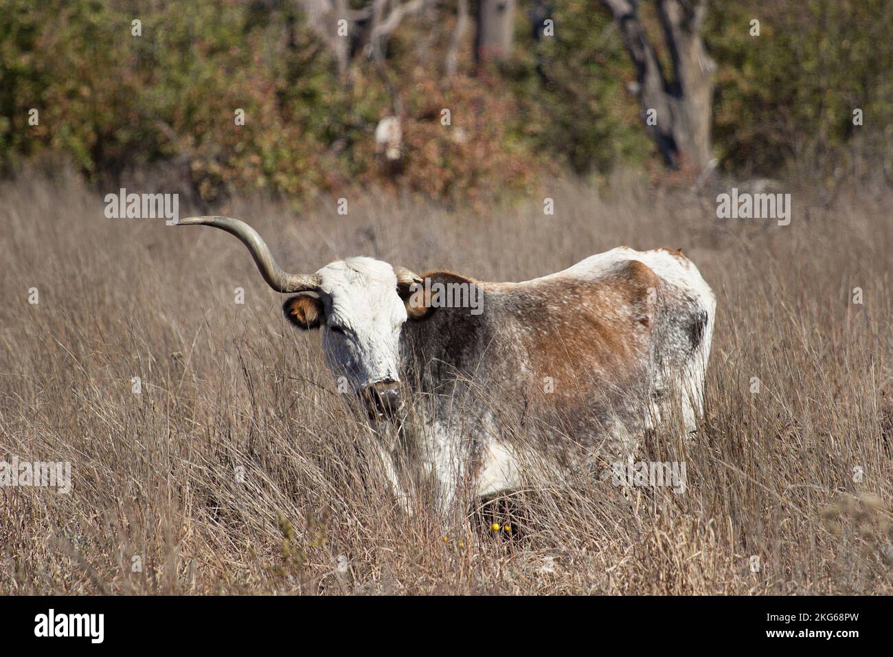 Longhorn du Texas à une cornes pageant dans les hautes herbes Banque D'Images Longhorn du Texas à une cornes pageant dans les hautes herbes Banque D'Images