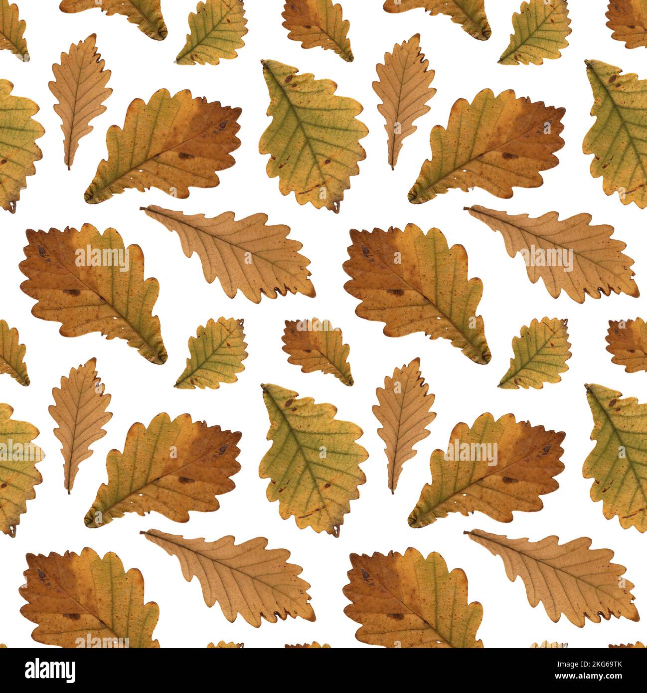 Motif jaune automne feuilles de chêne herbier. Agriculture, écologique, ferme biologique. Il est parfait pour les cartes postales, les affiches, les bannières, les invitations, greeti Banque D'Images