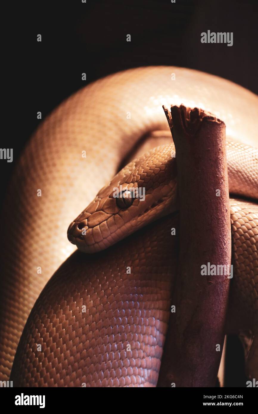 Python olive perché sur la branche Banque D'Images