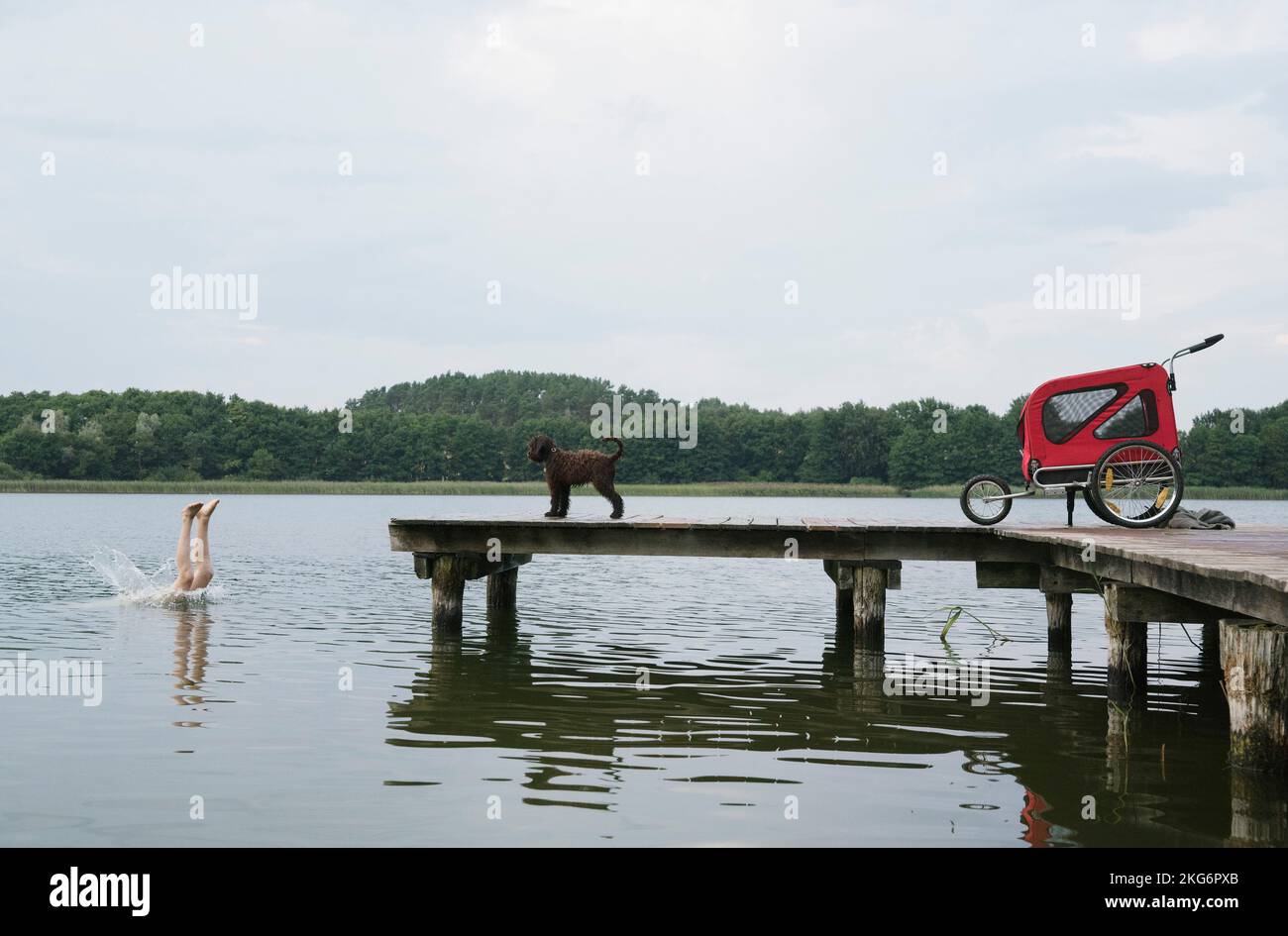 Chien observant fille plongée dans le lac depuis le quai Banque D'Images