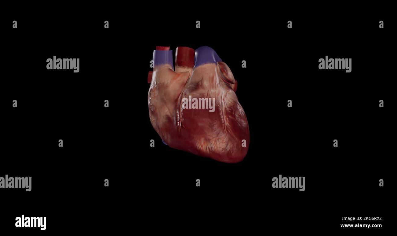 Vue antérieure du cœur Banque D'Images