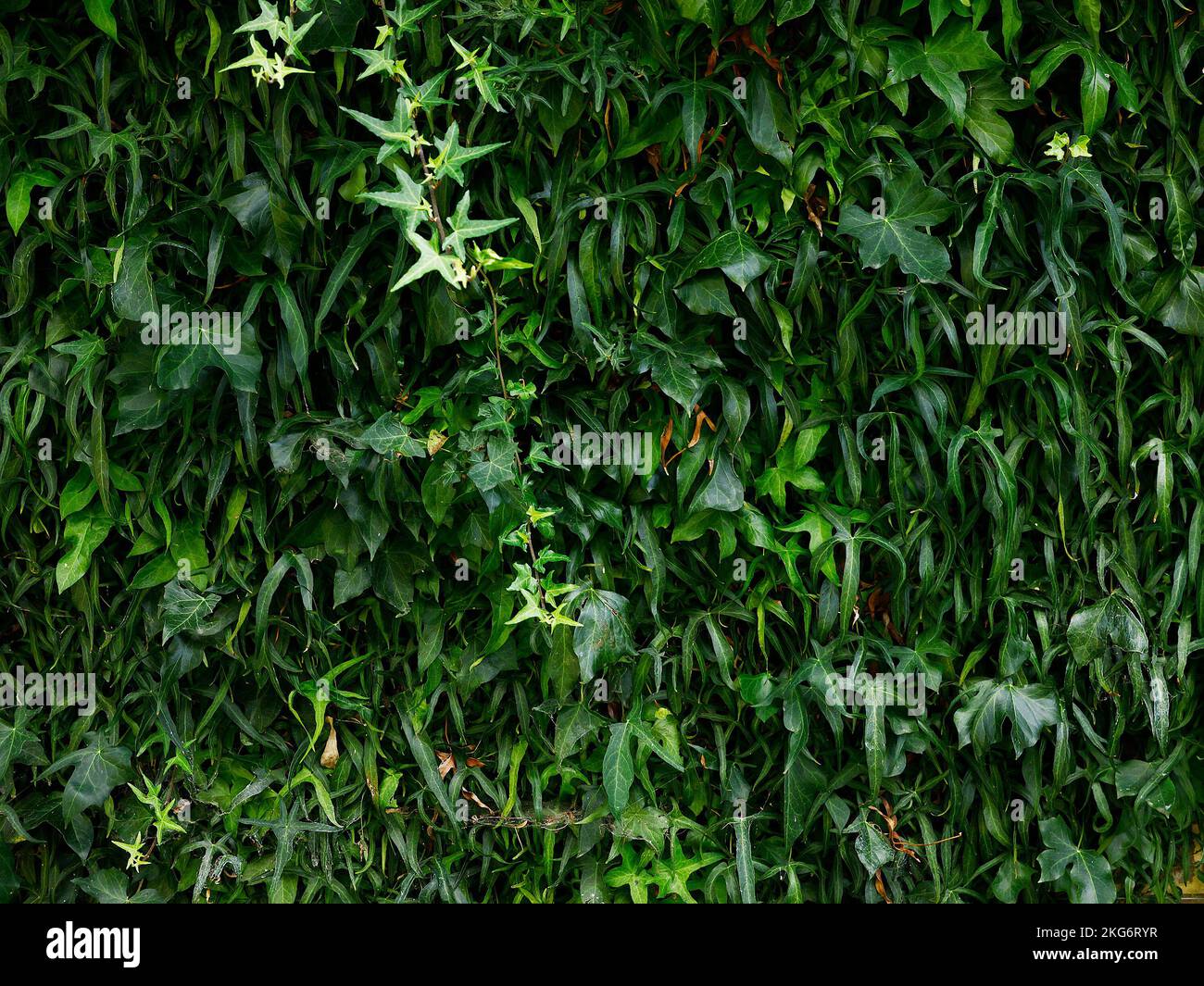 Gros plan sur les feuilles de forme spéciale de la feuille d'érable hedera Helix de lierre anglaise. Banque D'Images