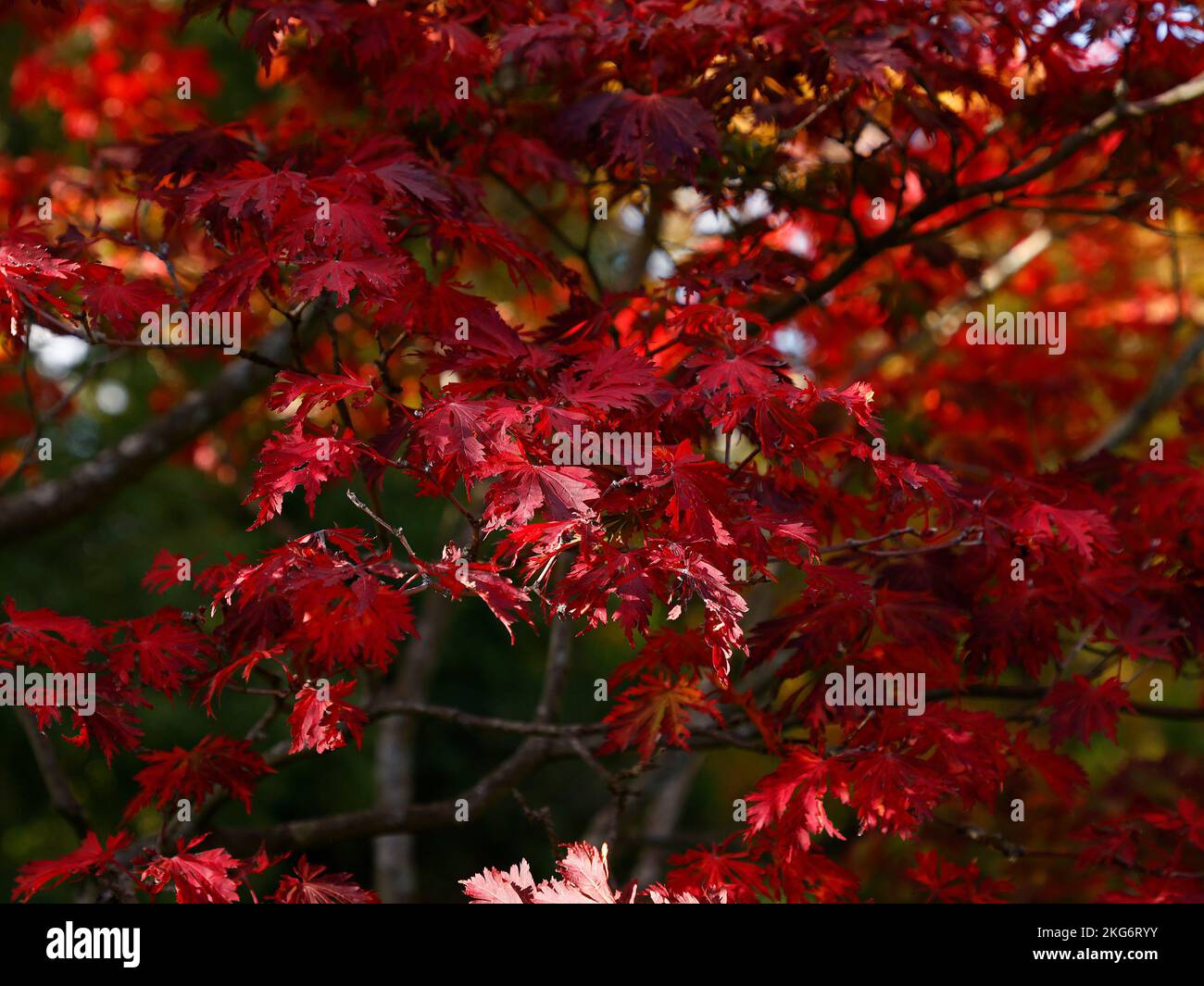 Gros plan sur les feuilles rouges d'automne du grand arbuste ou du petit arbre de jardin acer japonicum aconitifolium. Banque D'Images