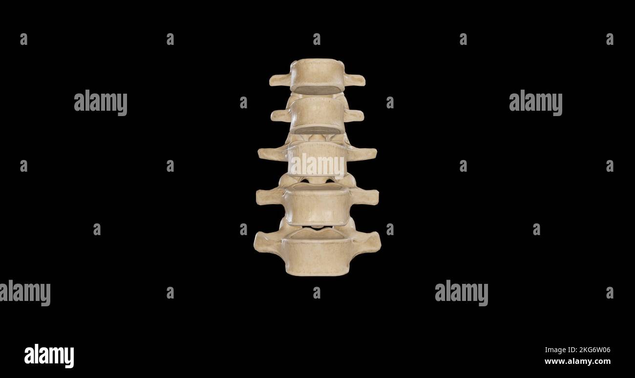 Vue antérieure des vertèbres lombaires Banque D'Images