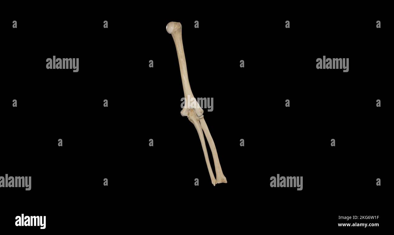 OS du bras droit et avant-bras - vue postérieure Banque D'Images