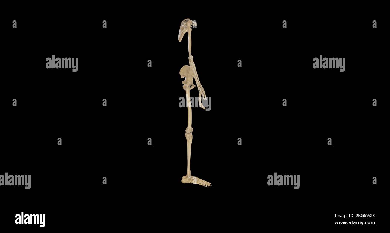 Vue latérale du squelette appendiculaire Banque D'Images