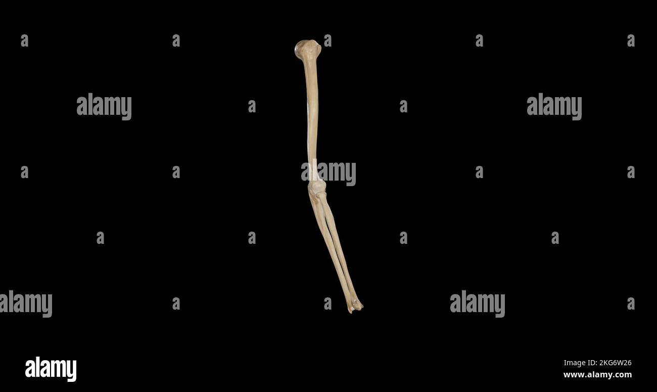 Vue latérale des os du bras droit et de l'avant-bras Banque D'Images