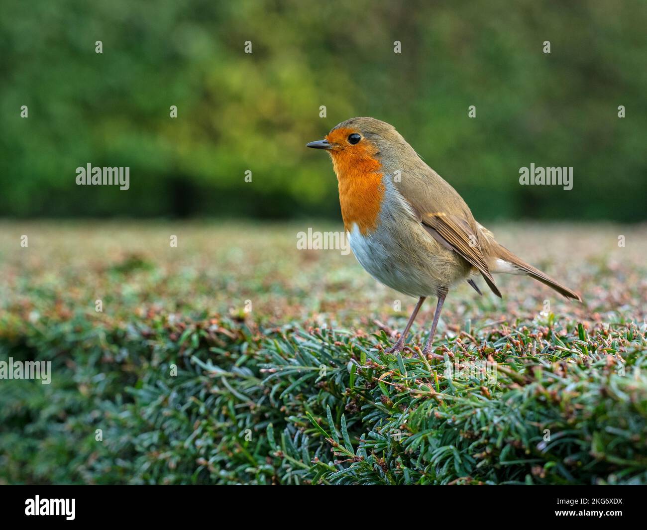 Robin Erithacus rubecula sur jardin Yew haie en hiver Banque D'Images