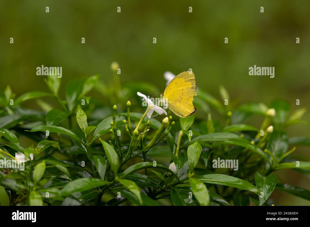 Un papillon jaune d'herbe commune (Eurema hecabe) se nourrissant d'une petite fleur blanche dans le jardin de Mangalore, Karnataka en Inde. Banque D'Images