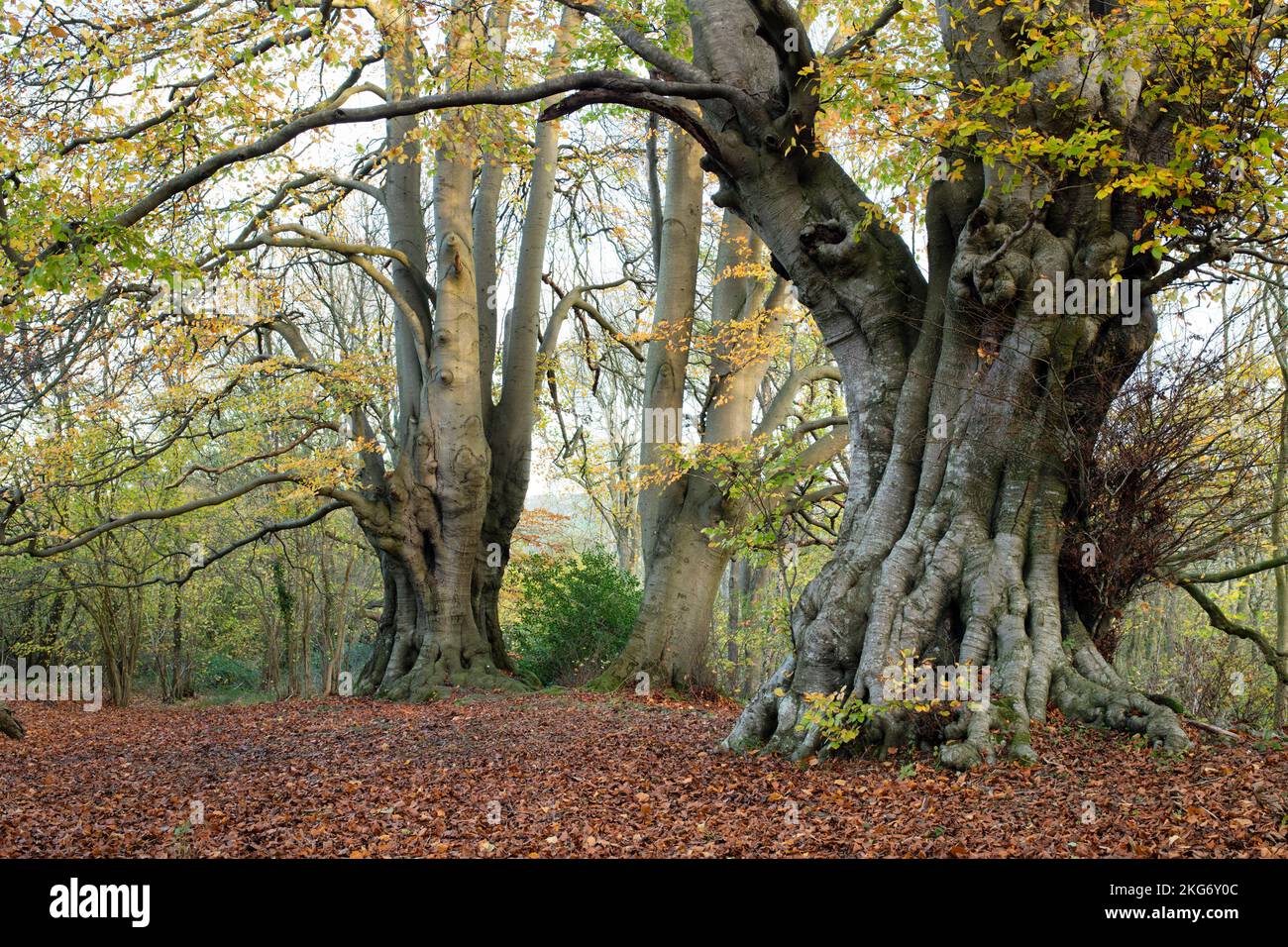 Fagus sylvatica. Les anciens Beech arborent un feuillage d'automne dans la campagne des cotswolds. Lineover Wood, Dowdeswell, Gloucestershire, Angleterre Banque D'Images