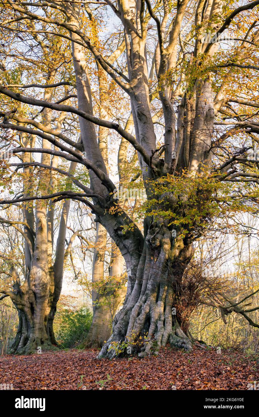 Fagus sylvatica. Les anciens Beech arborent un feuillage d'automne dans la campagne des cotswolds. Lineover Wood, Dowdeswell, Gloucestershire, Angleterre Banque D'Images