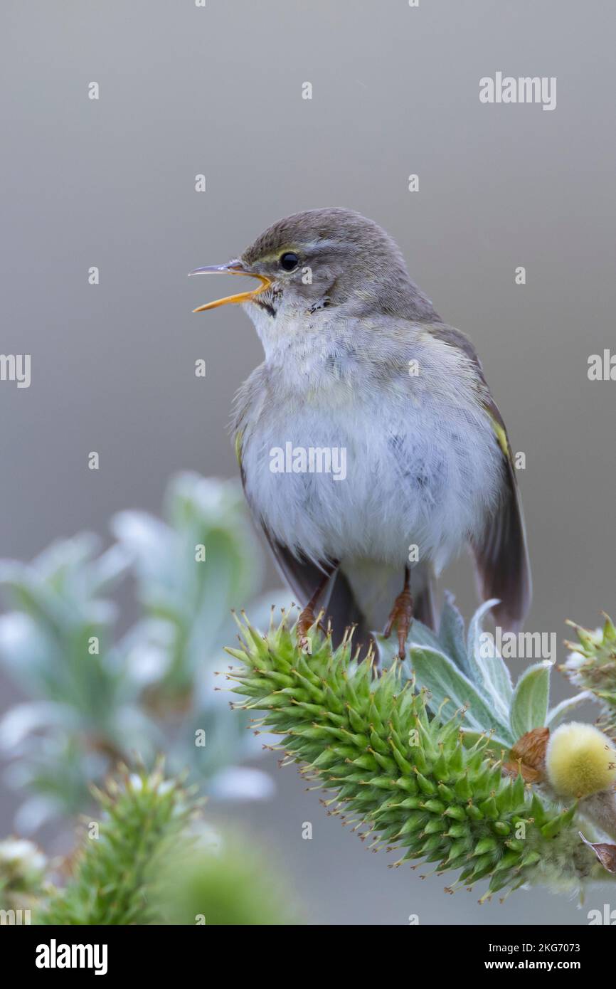 Fitis, Fitis-Laubsänger, Fitislaubsänger, Phylloscopus trochilus, Paruline de saule, Fitis Pouillot Banque D'Images