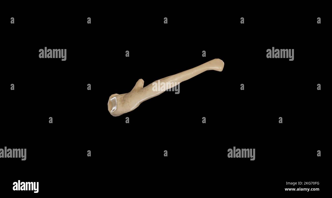 Vue de gauche de l'os hyoïde Banque D'Images