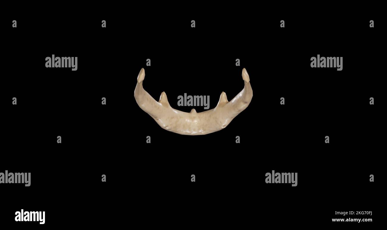 Vue postérieure de l'os hyoïde Banque D'Images