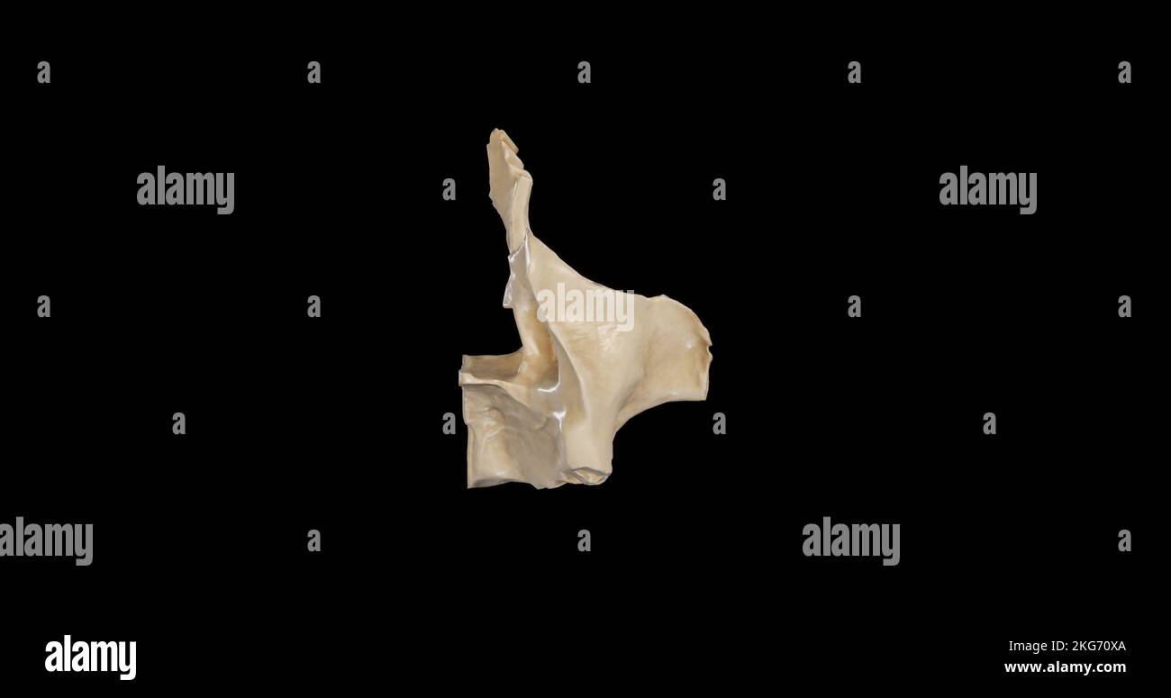 Vue postérieure du maxillaire droit Banque D'Images