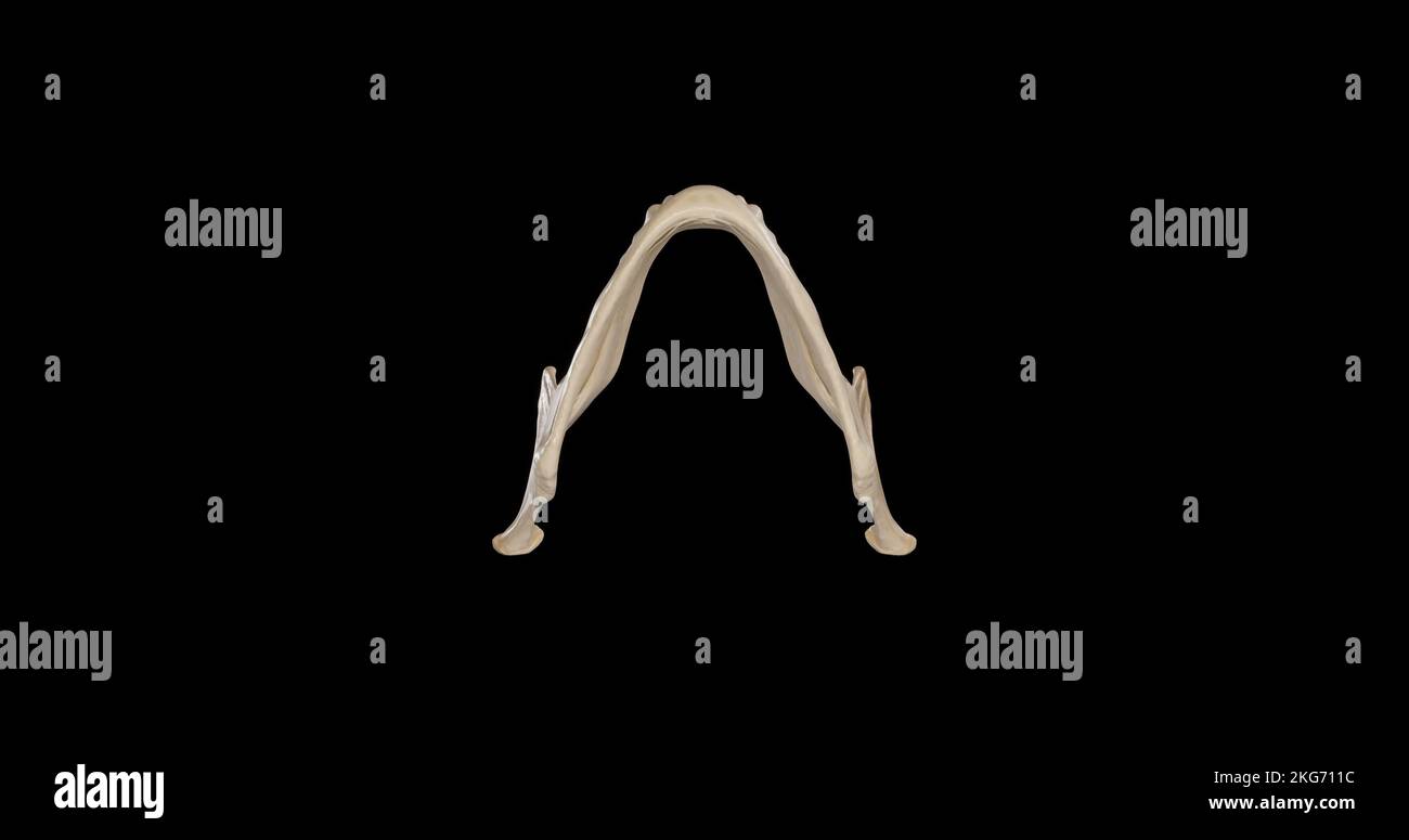 Vue inférieure de la mandibule Banque D'Images