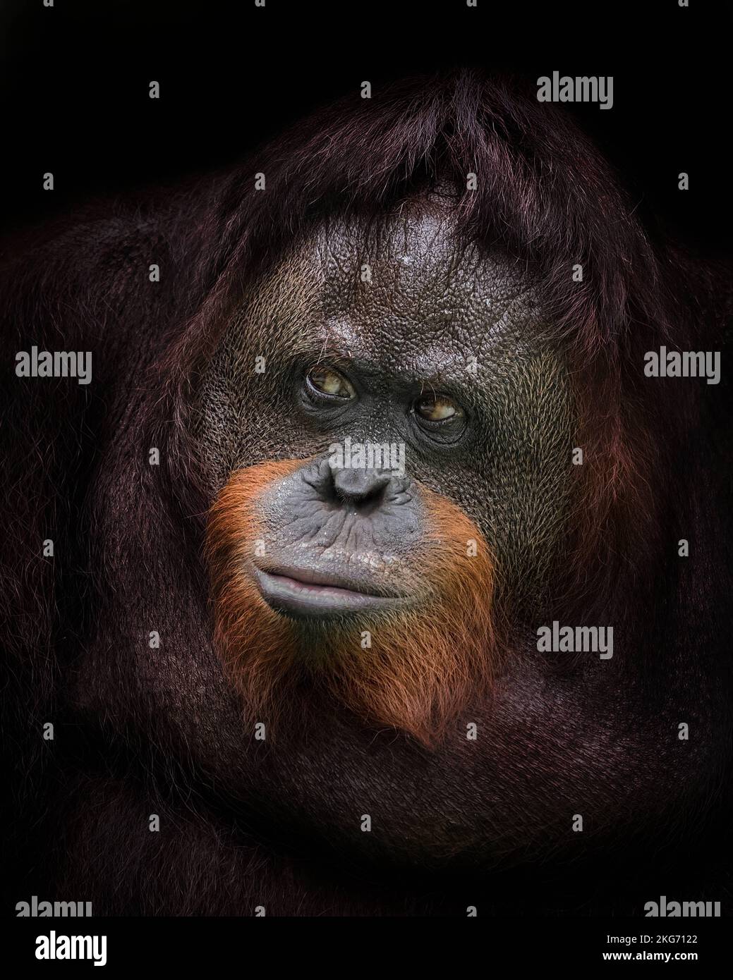 Une posture réfléchie. Jakarta, Indonésie : CES PHOTOS DRÔLES montrent un orangé qui tire des visages stupides pour un photographe ravi. Une image montre un jeune Banque D'Images