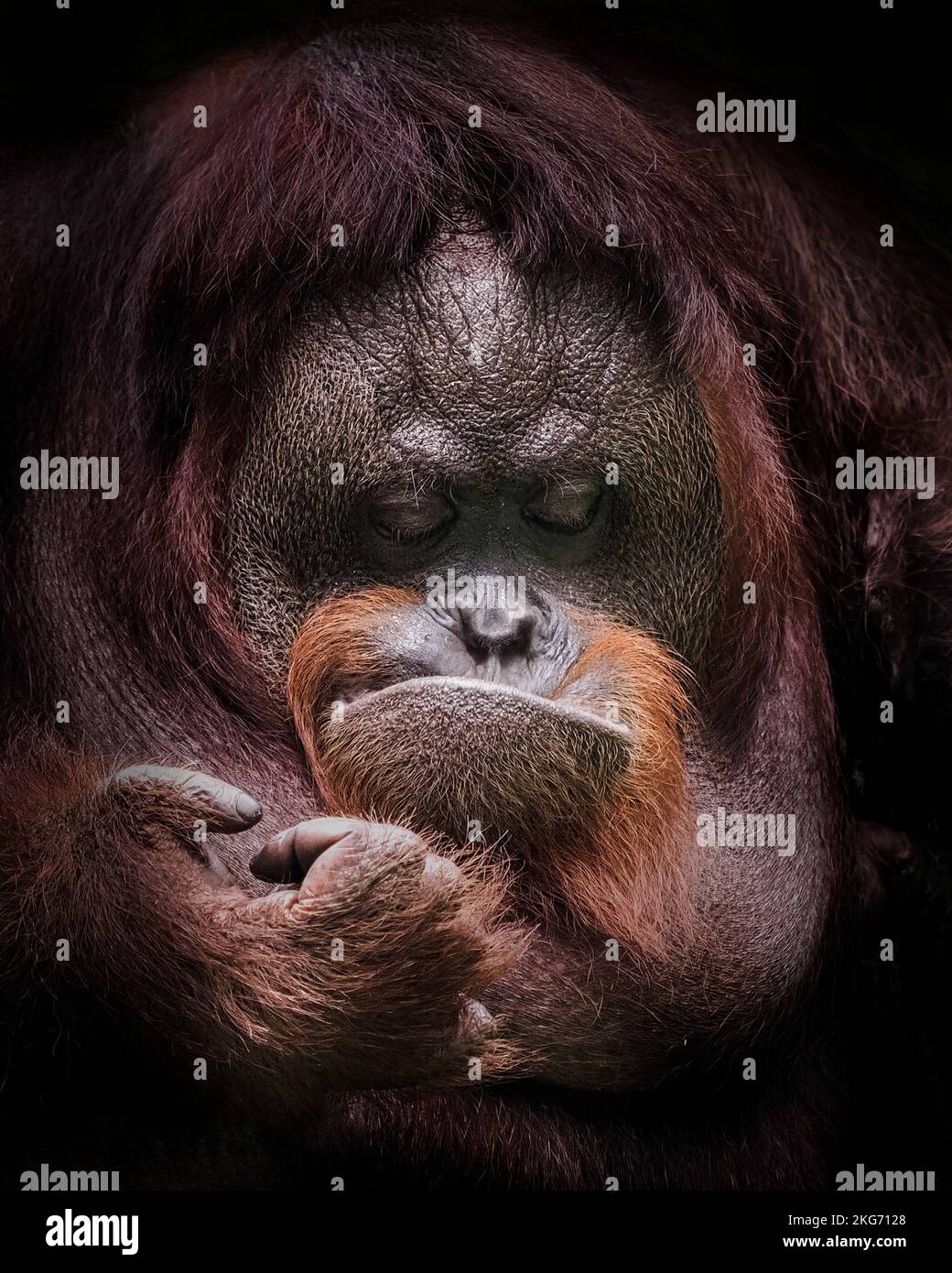 Une réflexion approfondie. Jakarta, Indonésie : CES PHOTOS DRÔLES montrent un orangé qui tire des visages stupides pour un photographe ravi. Une image montre un jeune ma Banque D'Images