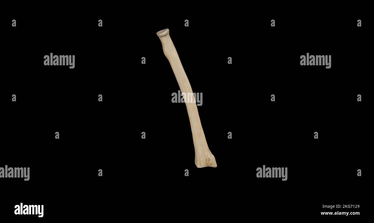 Vue postérieure du rayon droit Banque D'Images