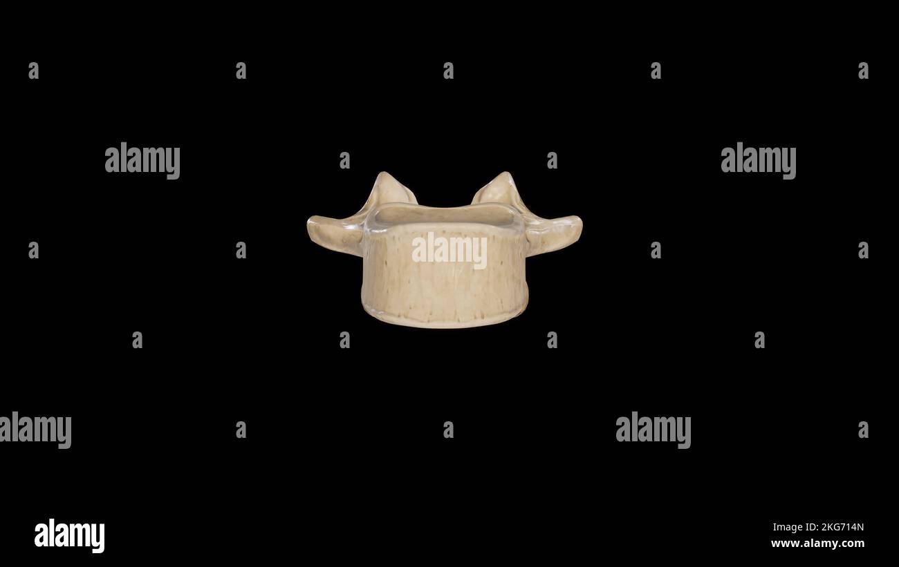 Vue antérieure de la troisième vertèbre lombaire (L3) Banque D'Images