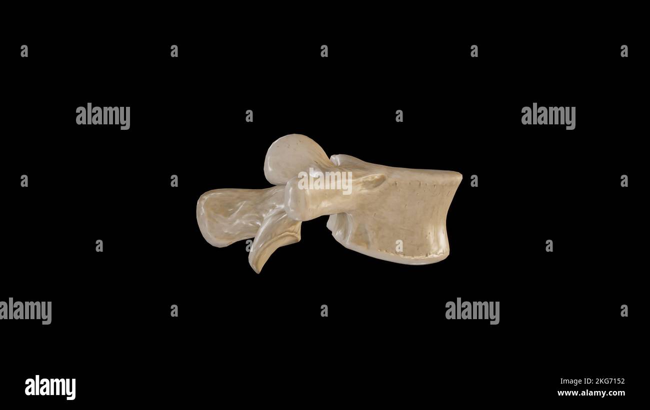 Vue latérale de la quatrième vertèbre lombaire (L4) Banque D'Images