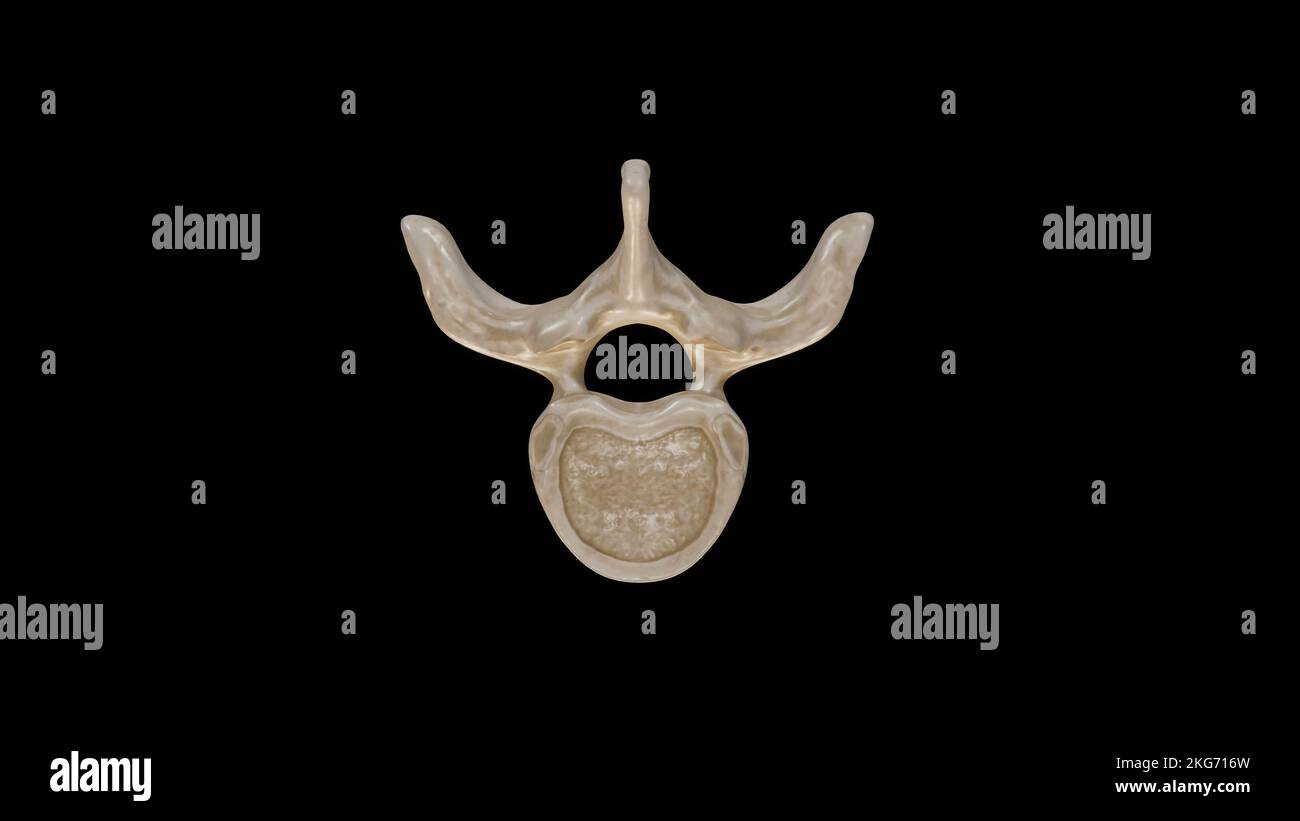 Vue inférieure de la quatrième vertèbre thoracique (T4) Banque D'Images