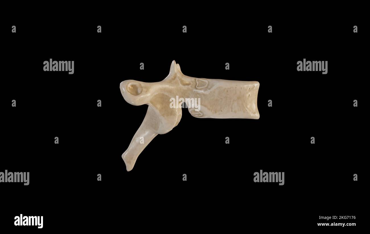 Vue latérale de la huitième vertèbre thoracique (T8) Banque D'Images