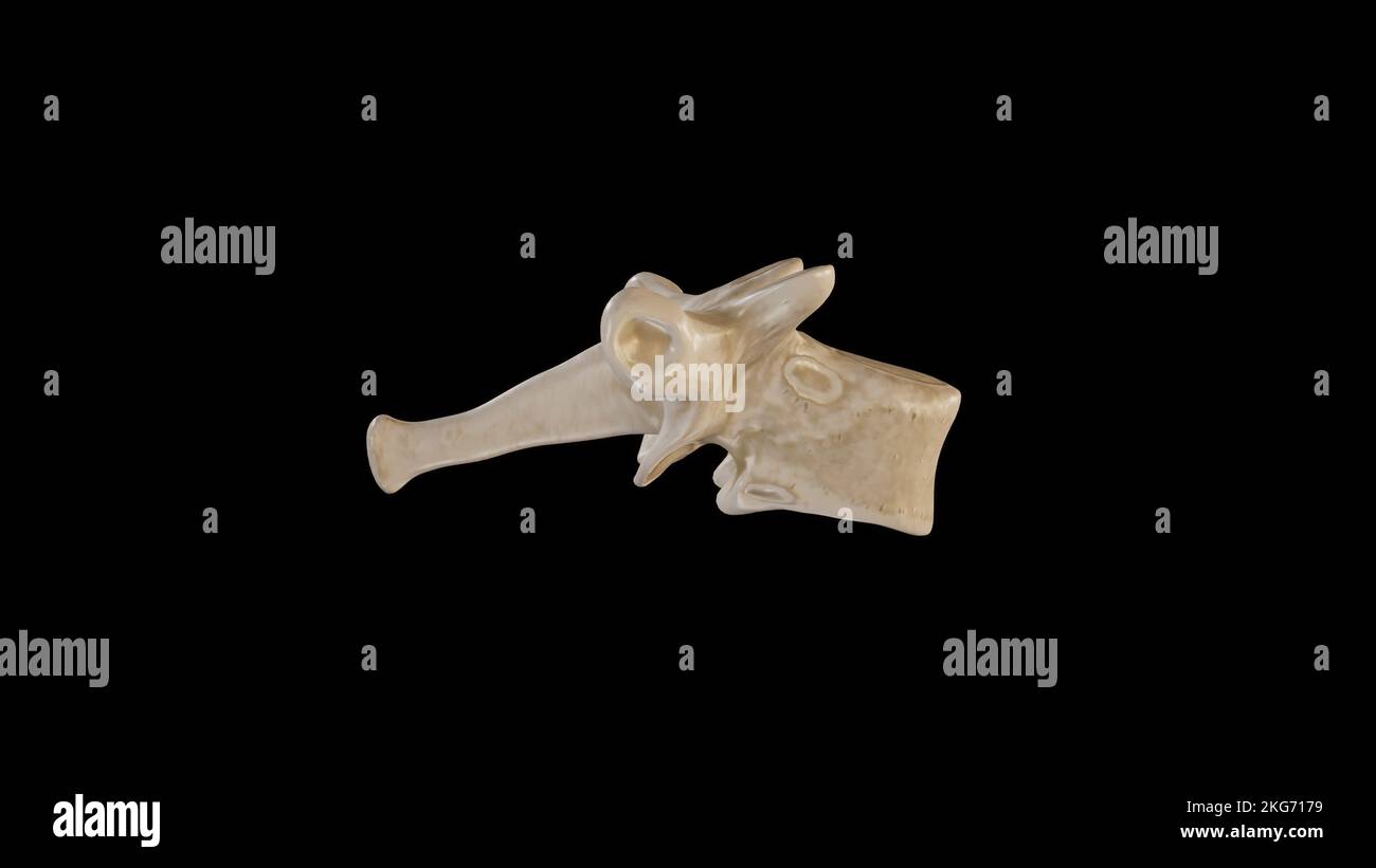Vue latérale de la première vertèbre thoracique (T1) Banque D'Images