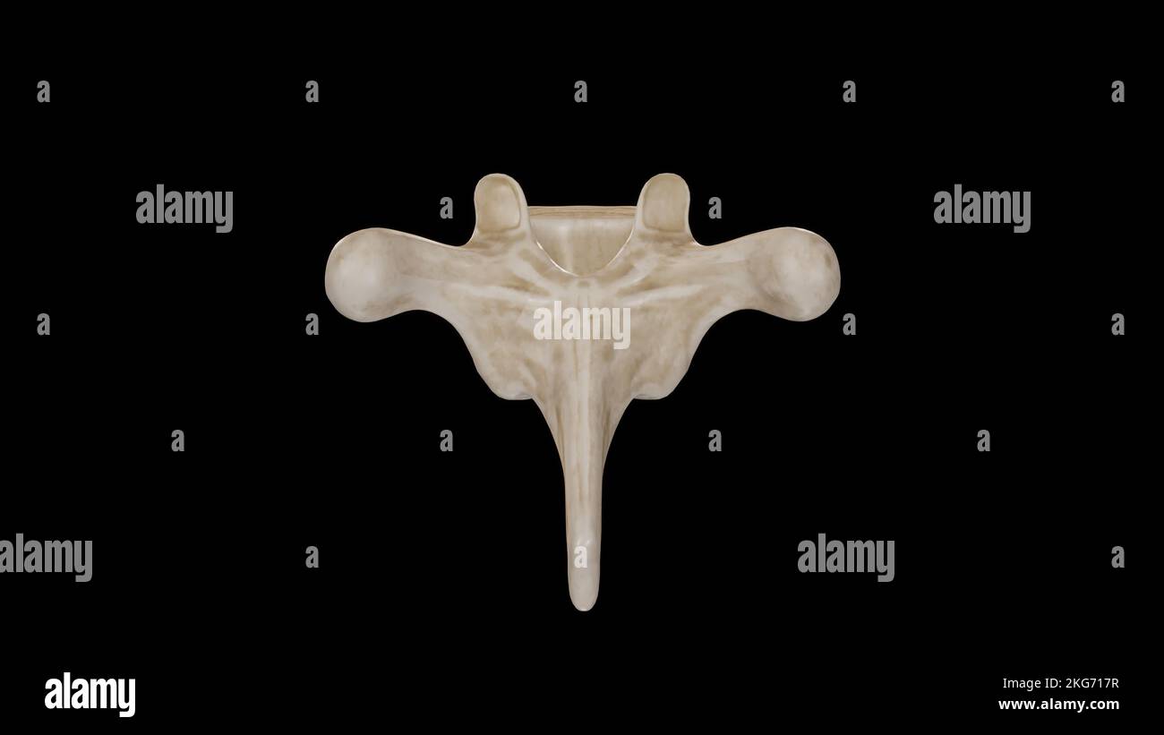 Vue postérieure de la cinquième vertèbre thoracique (T5) Banque D'Images