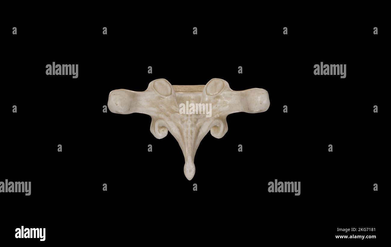 Vue postérieure de la deuxième vertèbre thoracique (T2) Banque D'Images