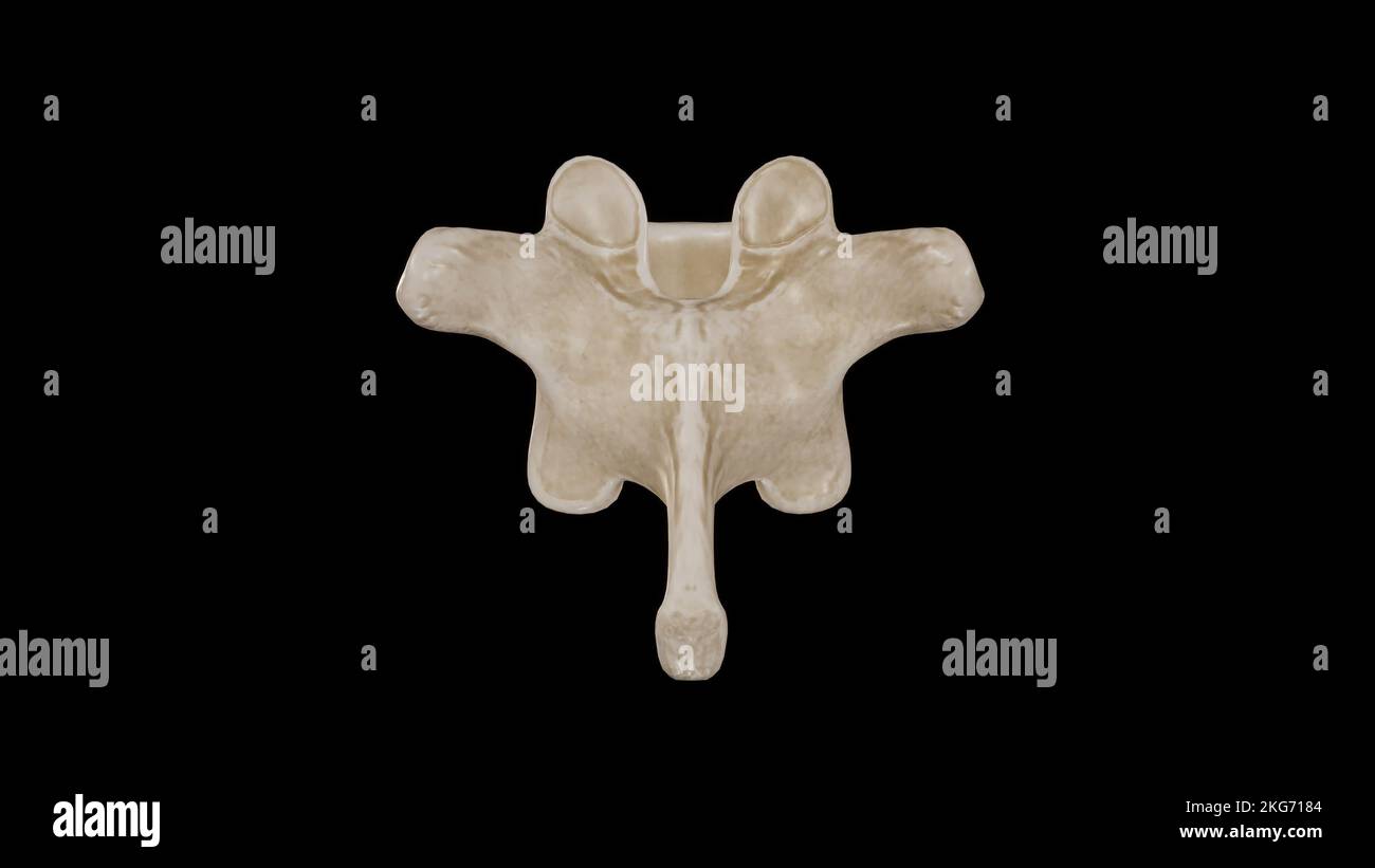 Vue postérieure de la dixième vertèbre thoracique (T10) Banque D'Images