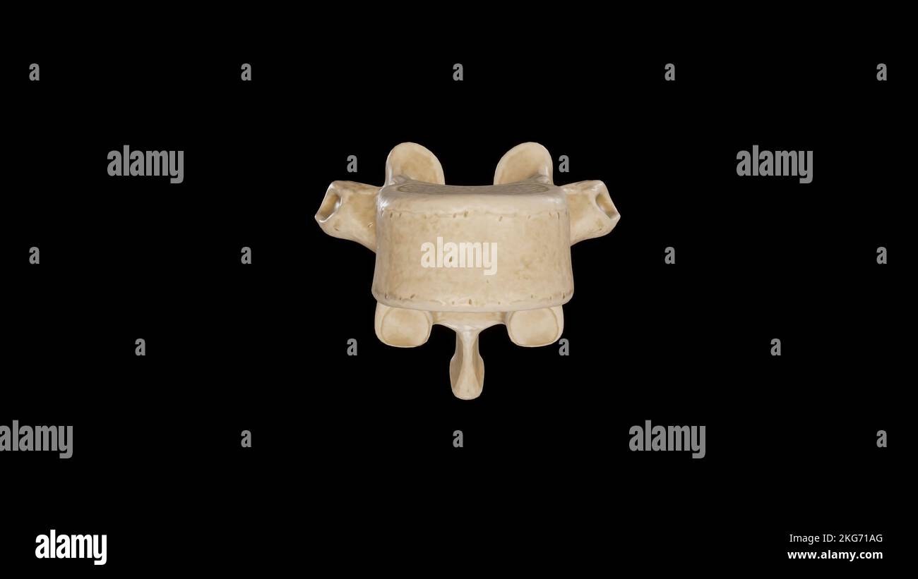 Vue antérieure de la dixième vertèbre thoracique (T10) Banque D'Images