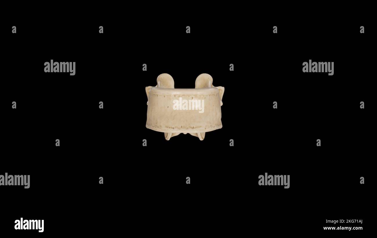 Vue antérieure de la douzième vertèbre thoracique (T12) Banque D'Images