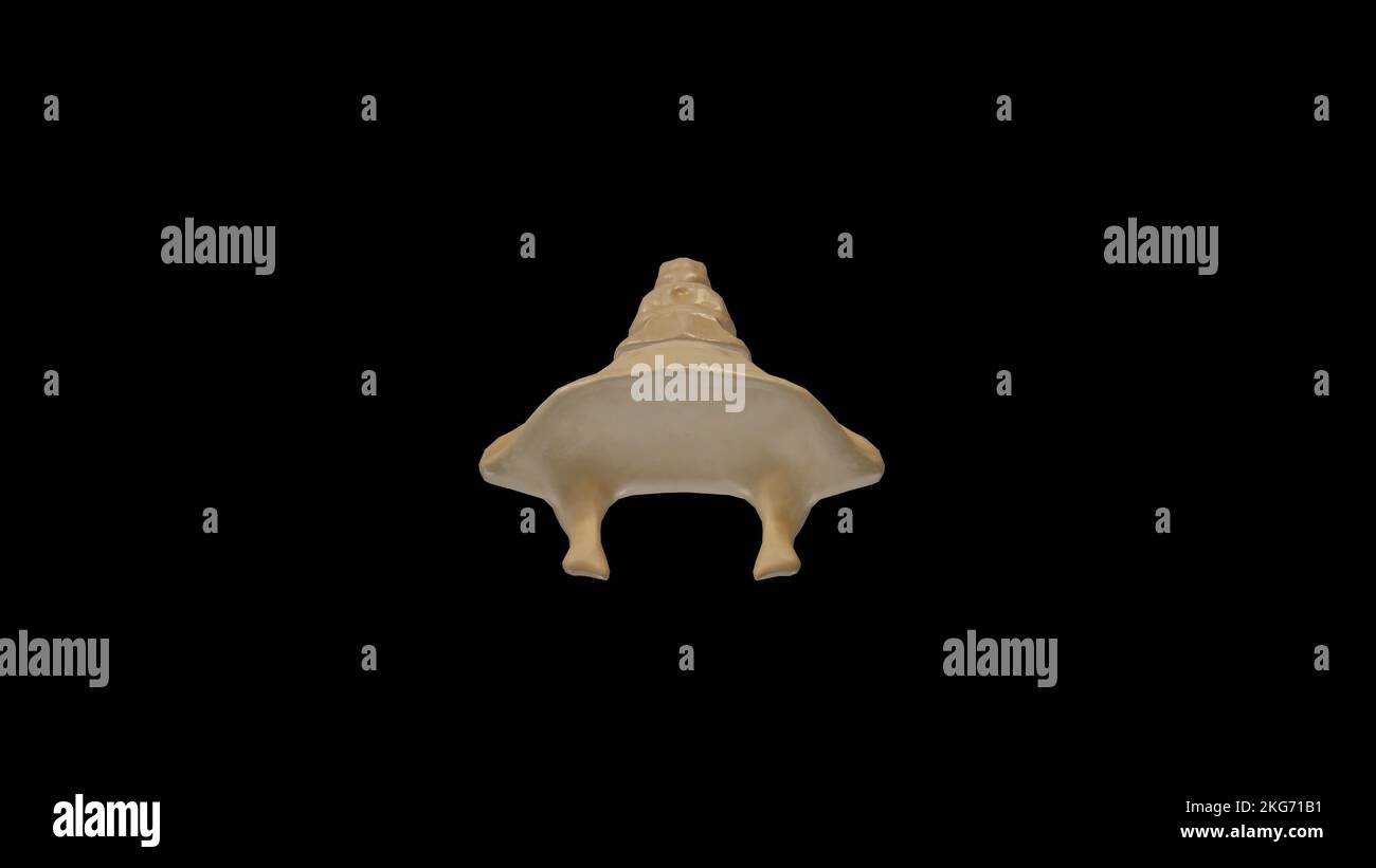 Vue supérieure sur Coccyx Banque D'Images