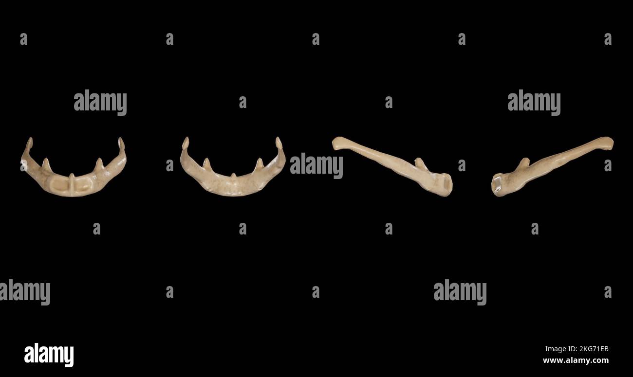 OS hyoïde de plusieurs côtés Banque D'Images