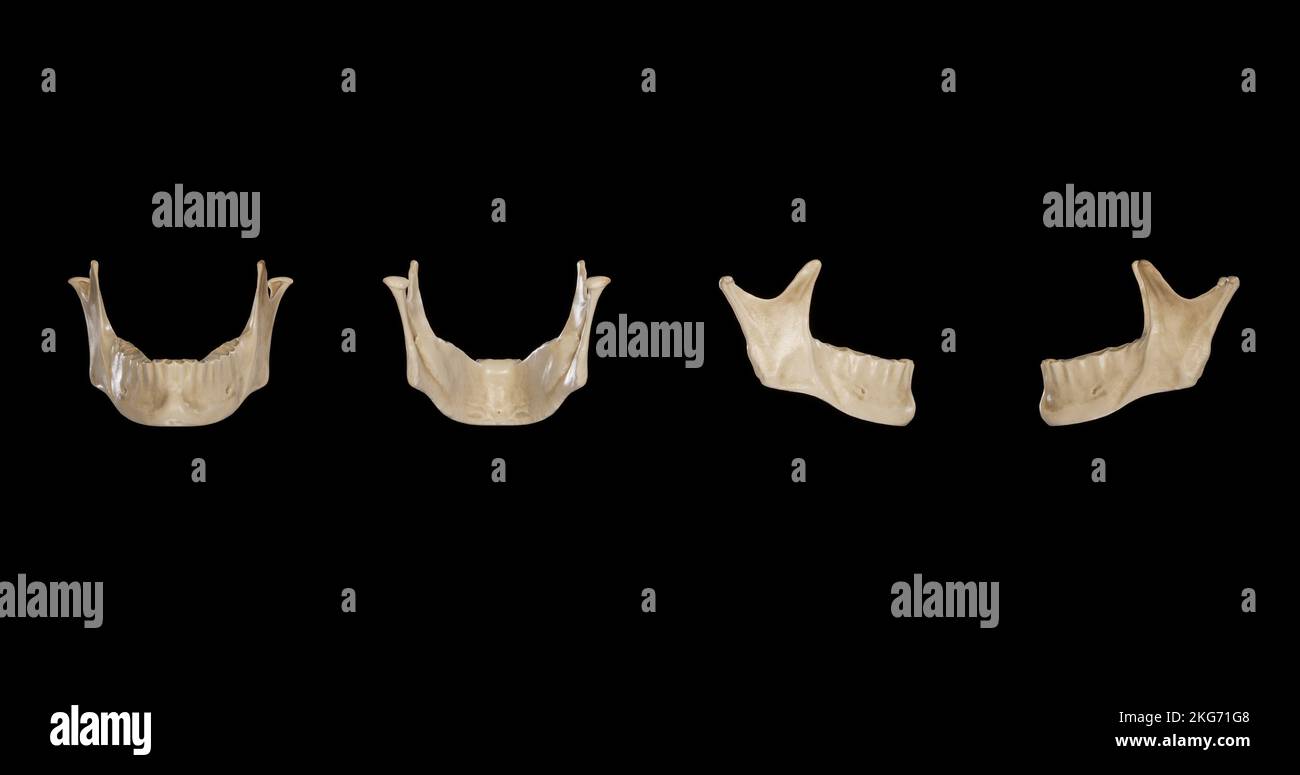 Vues mandibules-multiples Banque D'Images