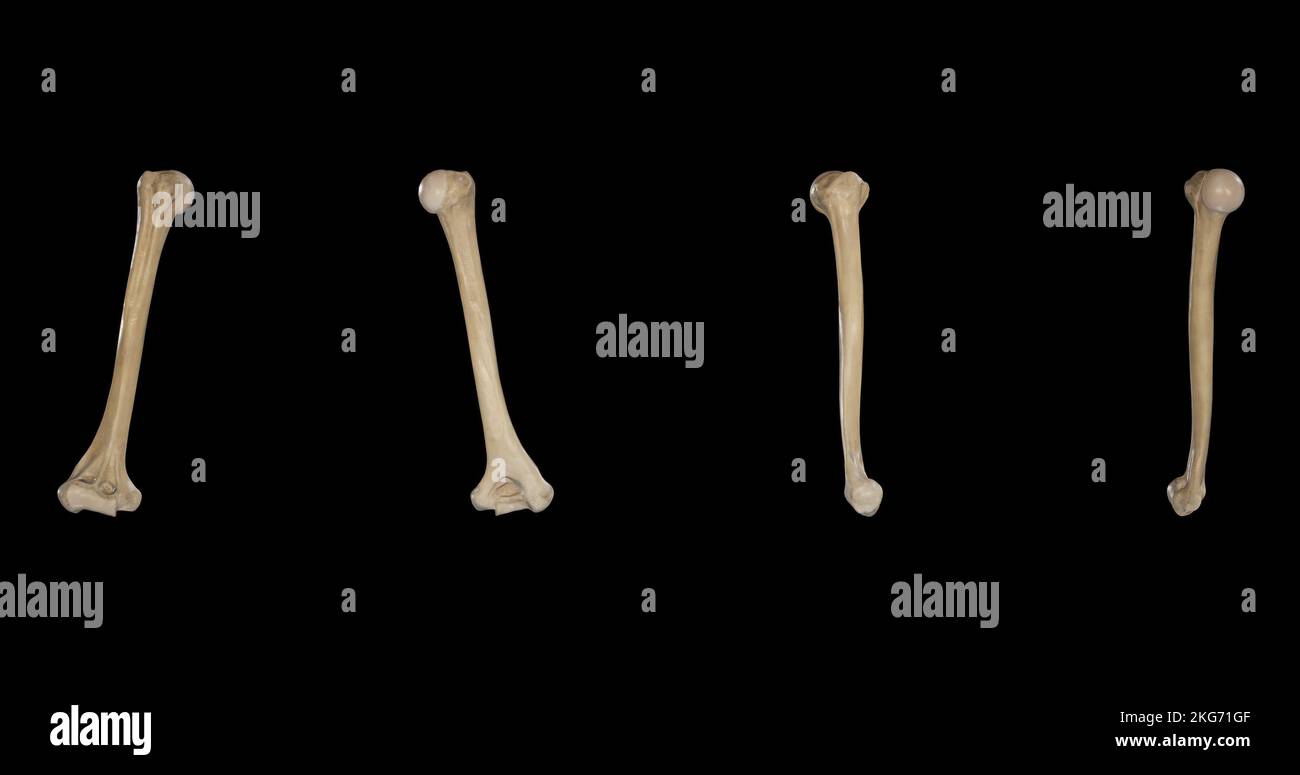 Humerus droit de plusieurs côtés Banque D'Images