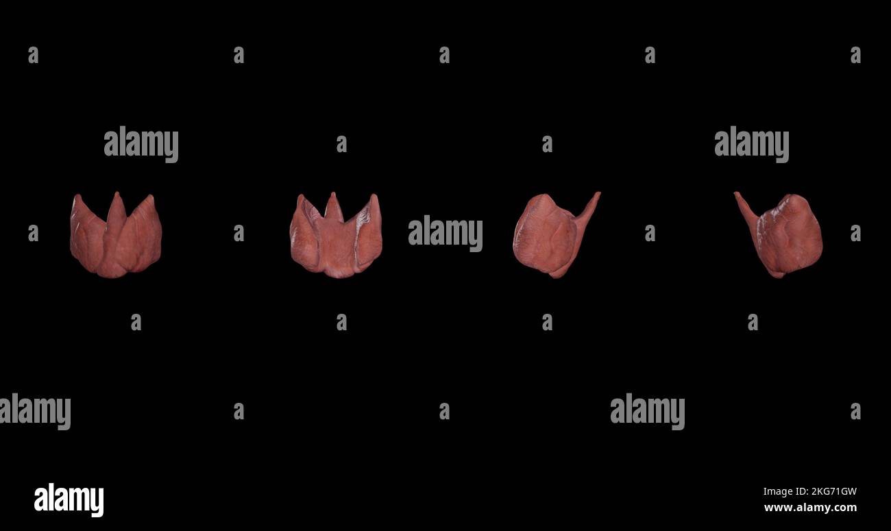 Glande thyroïde - vues multiples Banque D'Images