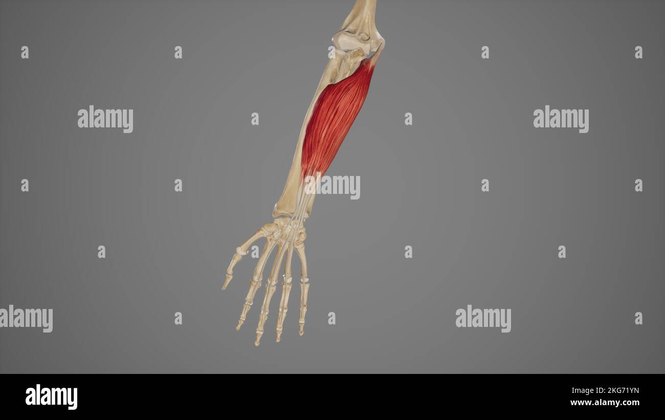 Flexor Digitorum Superficialis Banque D'Images