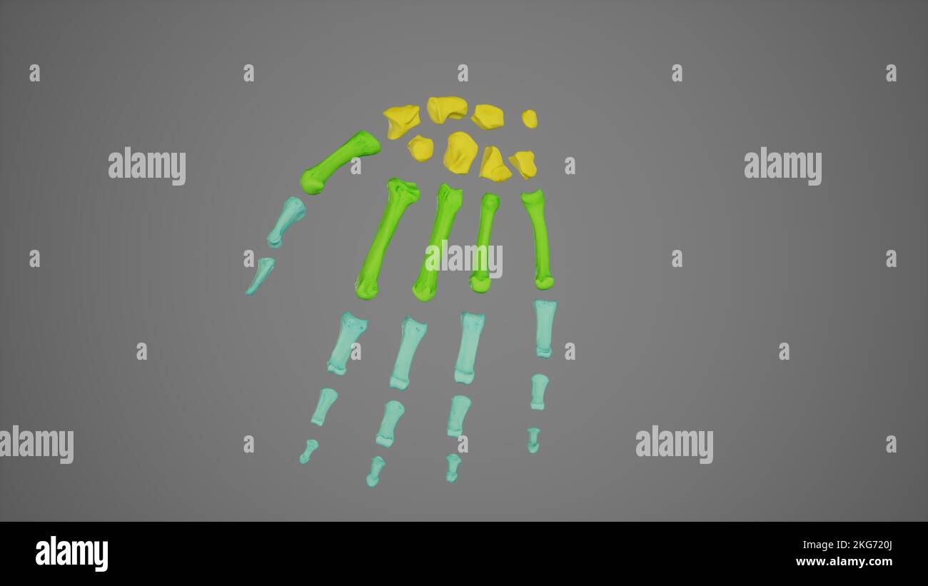 Os de la main dispersés Banque D'Images